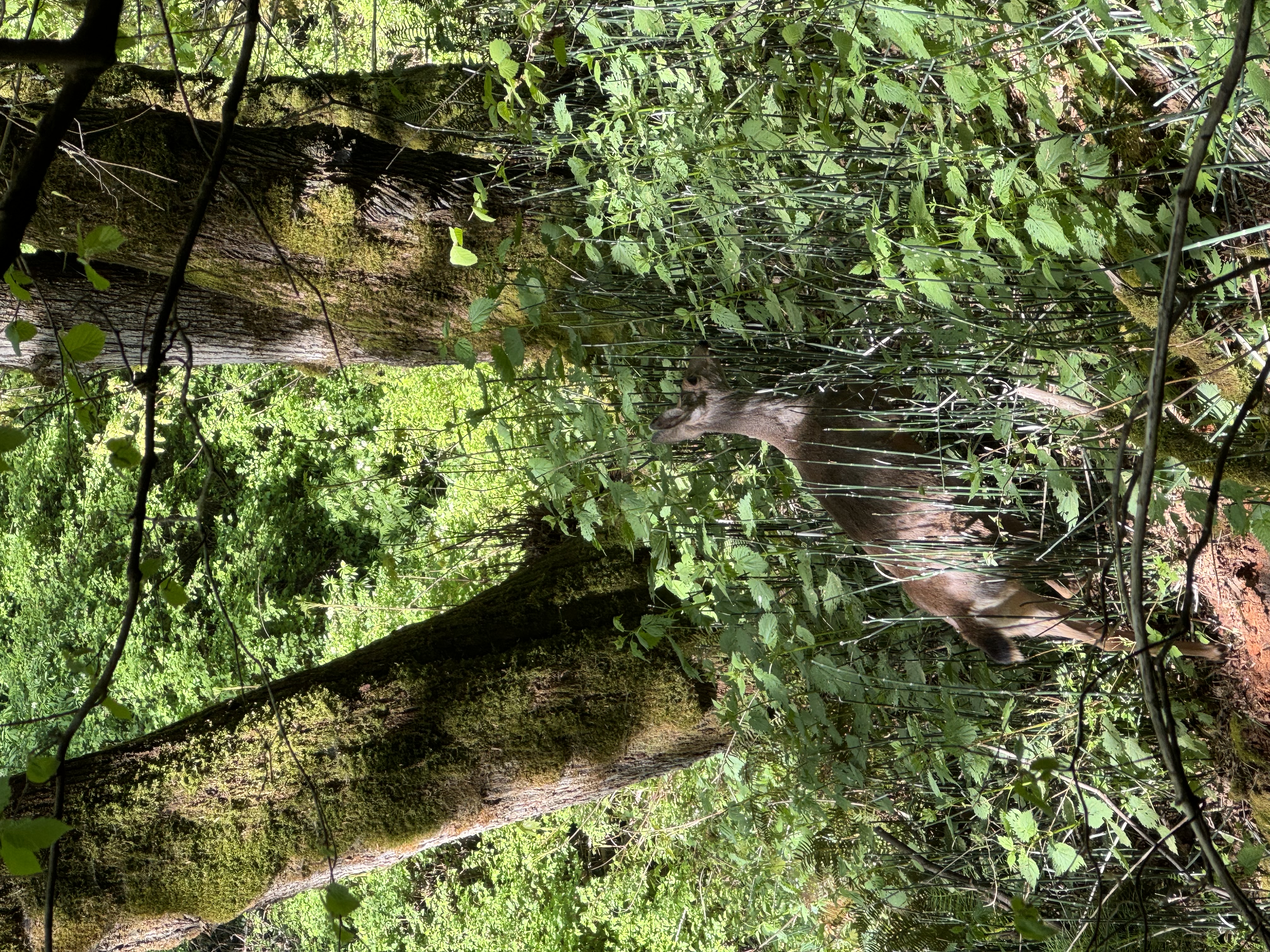 Ux/Ui placeholder example, Ux/UI Design