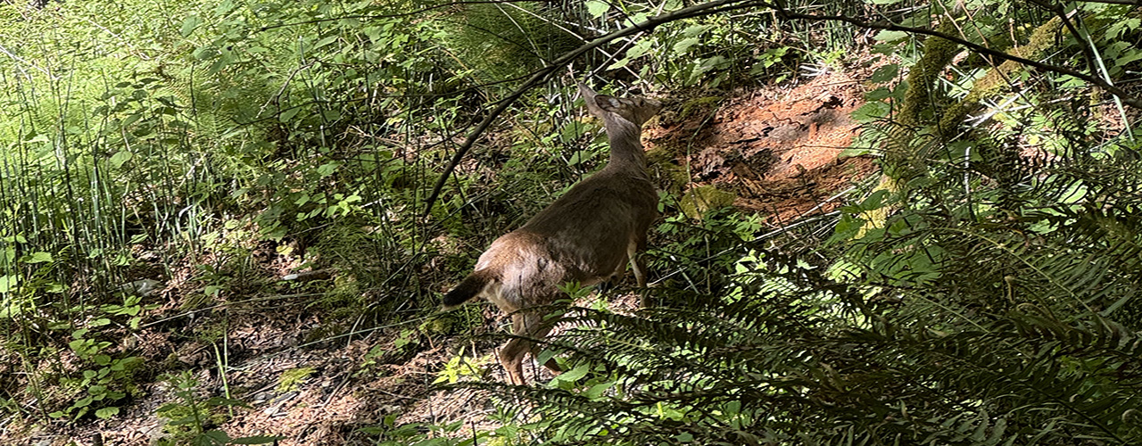 deer in woods, deer, woods, phot, portfolio picture