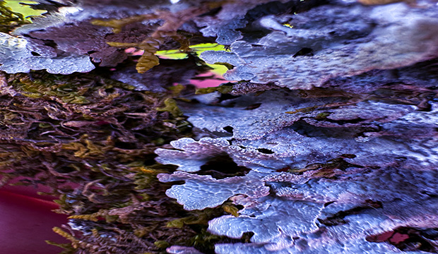 macro moss, moss, edited